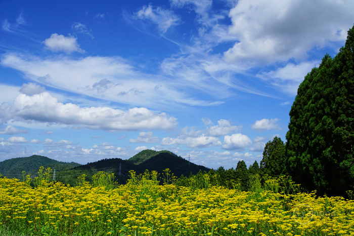 お写ん歩: SAMYANG AF 35-150mm F2-2.8 FEアーカイブ